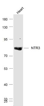 Sortilin Antibody in Western Blot (WB)