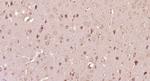 Nerve growth factor inducible Antibody in Immunohistochemistry (Paraffin) (IHC (P))