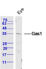 Gas1 Antibody in Western Blot (WB)