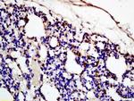 Complement fragment 3c Antibody in Immunohistochemistry (Paraffin) (IHC (P))