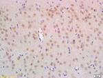 NPD014 Antibody in Immunohistochemistry (Paraffin) (IHC (P))