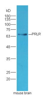 PRLR Antibody in Western Blot (WB)