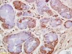 CKMT Antibody in Immunohistochemistry (Paraffin) (IHC (P))