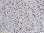 HOXB8 Antibody in Immunohistochemistry (Paraffin) (IHC (P))