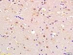 APEX2 Antibody in Immunohistochemistry (Paraffin) (IHC (P))