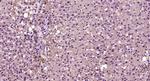 HHEX Antibody in Immunohistochemistry (Paraffin) (IHC (P))