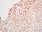 BCAS2 Antibody in Immunohistochemistry (Paraffin) (IHC (P))