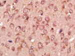 GABA Transporter 1 Antibody in Immunohistochemistry (Paraffin) (IHC (P))