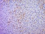 IHH Antibody in Immunohistochemistry (Paraffin) (IHC (P))