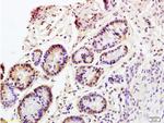 CD98 Antibody in Immunohistochemistry (Paraffin) (IHC (P))