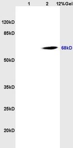 CD98 Antibody in Western Blot (WB)