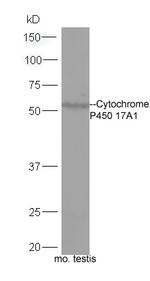 Cytochrome P450 17A1 Antibody in Western Blot (WB)