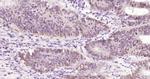 UGDH Antibody in Immunohistochemistry (Paraffin) (IHC (P))