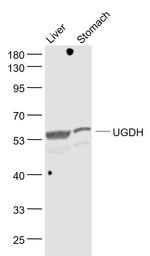 UGDH Antibody in Western Blot (WB)