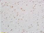 GANAB Antibody in Immunohistochemistry (Paraffin) (IHC (P))