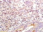 SLC26A4 Antibody in Immunohistochemistry (Paraffin) (IHC (P))