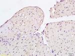 CIDEC Antibody in Immunohistochemistry (Paraffin) (IHC (P))