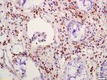 CIDEC Antibody in Immunohistochemistry (Paraffin) (IHC (P))