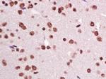 CIDEC Antibody in Immunohistochemistry (Paraffin) (IHC (P))