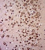 E1 Ubiquitin Activating Enzyme Antibody in Immunohistochemistry (Paraffin) (IHC (P))