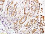 NALP4 Antibody in Immunohistochemistry (Paraffin) (IHC (P))