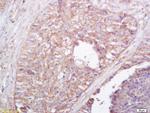 NALP4 Antibody in Immunohistochemistry (Paraffin) (IHC (P))