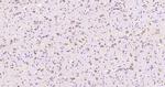 NALP12 Antibody in Immunohistochemistry (Paraffin) (IHC (P))