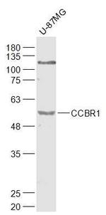 CCBR1 Antibody in Western Blot (WB)