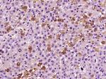 BMP9 Antibody in Immunohistochemistry (Paraffin) (IHC (P))