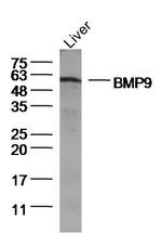 BMP9 Antibody in Western Blot (WB)