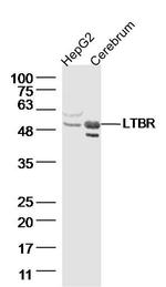 LTBR Antibody in Western Blot (WB)