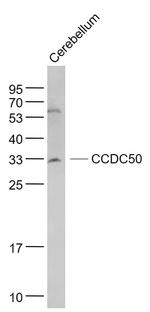 CCDC50 Antibody in Western Blot (WB)