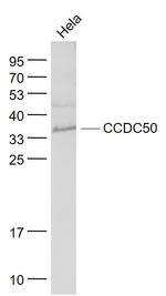 CCDC50 Antibody in Western Blot (WB)