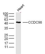 CCDC98 Antibody in Western Blot (WB)