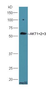 AKT1/2/3 Antibody in Western Blot (WB)