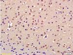 Thrap3 Antibody in Immunohistochemistry (Paraffin) (IHC (P))