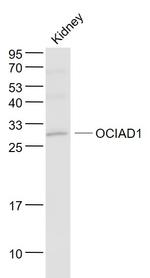 OCIAD1 Antibody in Western Blot (WB)
