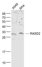 RASD2 Antibody in Western Blot (WB)