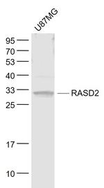 RASD2 Antibody in Western Blot (WB)