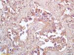 HSP10 Antibody in Immunohistochemistry (Paraffin) (IHC (P))