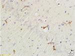 EphA7 Antibody in Immunohistochemistry (Paraffin) (IHC (P))