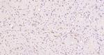 EphB1 Antibody in Immunohistochemistry (Paraffin) (IHC (P))