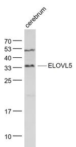 ELOVL5 Antibody in Western Blot (WB)