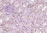 DEDD2 Antibody in Immunohistochemistry (Paraffin) (IHC (P))