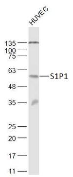 S1P1 Antibody in Western Blot (WB)