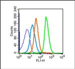 NGFR Antibody in Flow Cytometry (Flow)