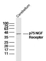 NGFR Antibody in Western Blot (WB)