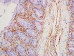 Defensin alpha 6 Antibody in Immunohistochemistry (Paraffin) (IHC (P))