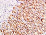 MUC5AC Antibody in Immunohistochemistry (Paraffin) (IHC (P))