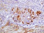 PRDX5 Antibody in Immunohistochemistry (Paraffin) (IHC (P))